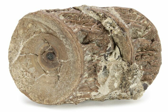 Fossil Xiphactinus (Cretaceous Fish) Vertebrae - Kansas #228317